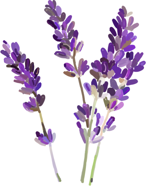 Lavender Painting Illustration